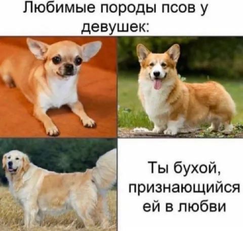 Любимые породы псов у девушек