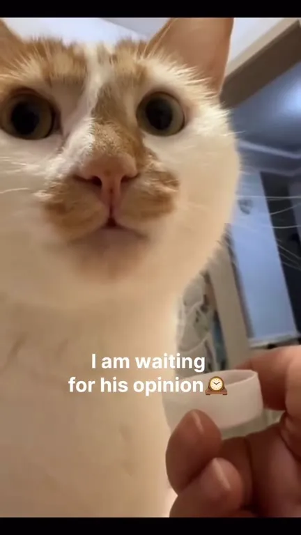 Waiting for the Cat's Opinion