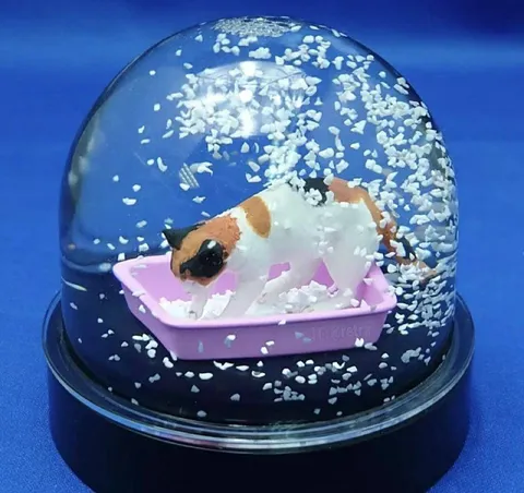 Кот в снежном куполе