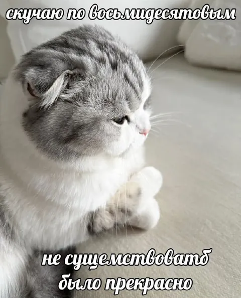 Кот скучает по восьмидесятым
