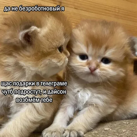 Котята про подарки в Телеграме
