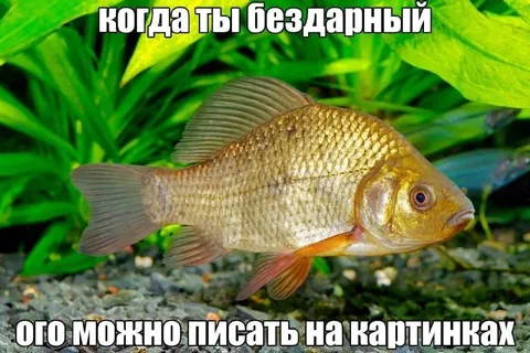 Бездарный текст на картинках