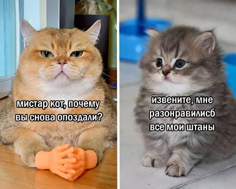 Кот спрашивает про опоздание