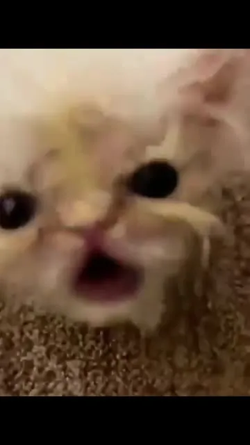 Кот услышал про еду