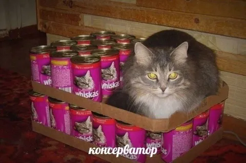 Кот среди запасов Whiskas