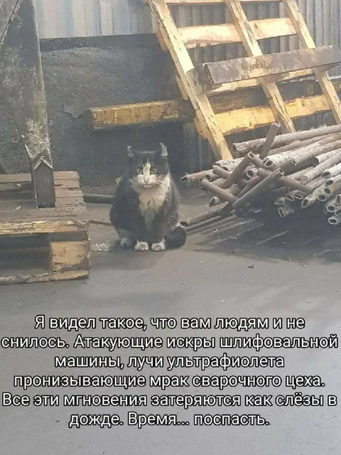 Кот после смены на сварке