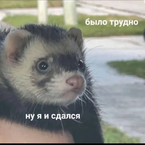 Хорёк сдался