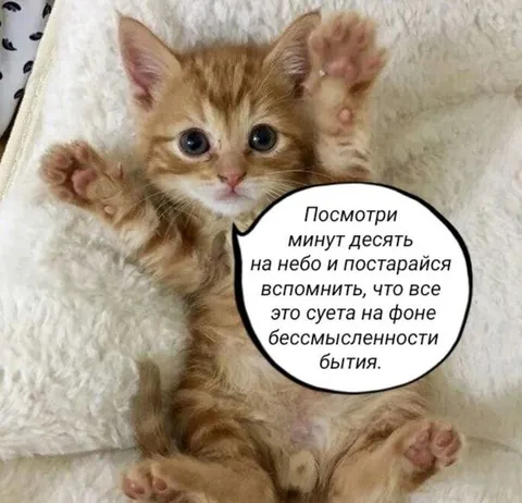 Кот и бессмысленность бытия