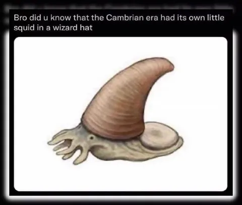 Cambrian Wizard Hat Squid