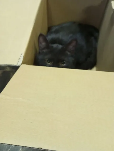 Кот прячется в коробке