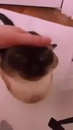 Кот наслаждается поглаживаниями