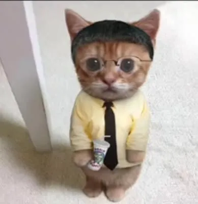 Котёнок на собеседовании