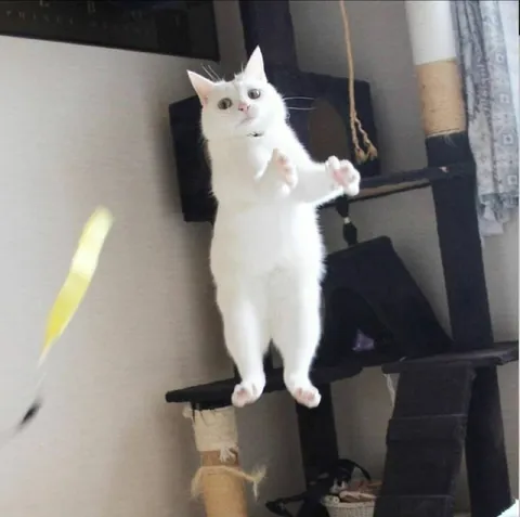 Белый кот ловит игрушку