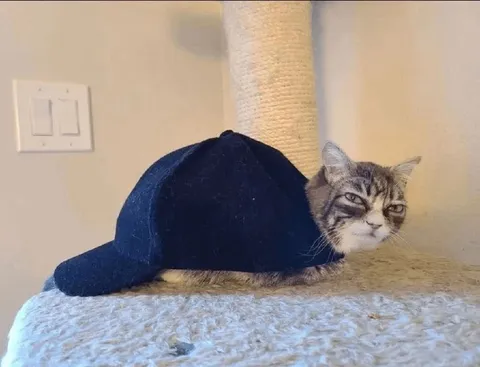 Кот под огромной кепкой