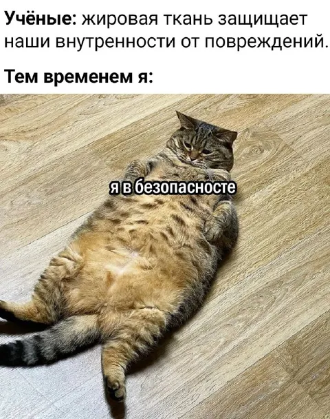 Жировая ткань защищает внутренности