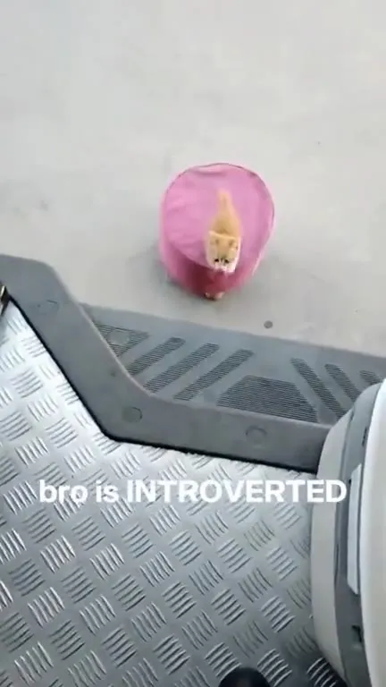 Introverted Kitten Follows Everyone