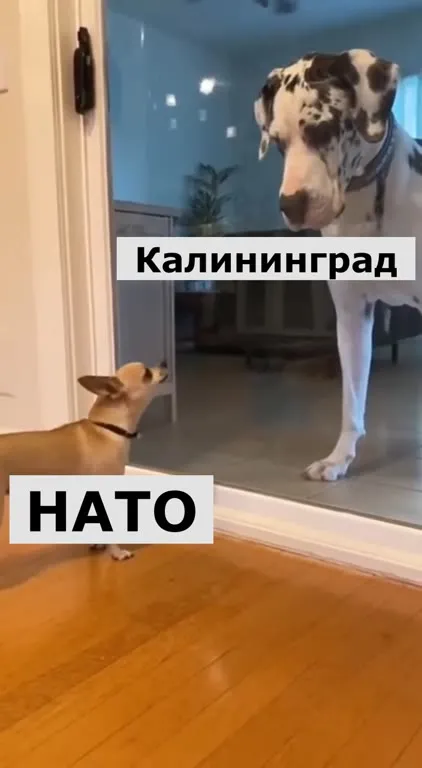 НАТО увидело Калининград