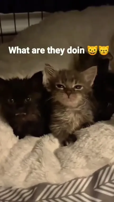 What Are They Doin Cats
