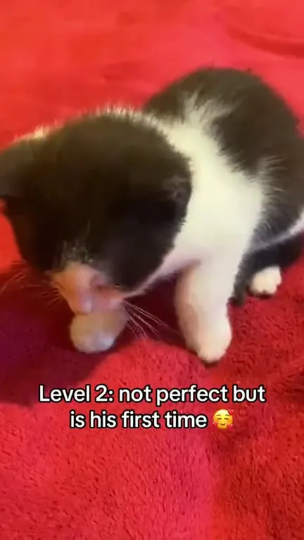 Cats Getting Better at Loafing
