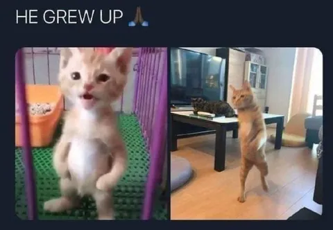 He Grew Up Cat
