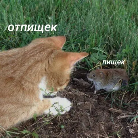 Кот и мышь: отпищецек и пищек