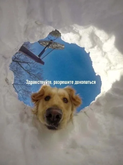 Собака просит докопаться