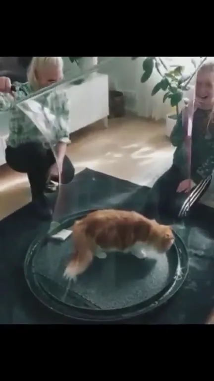 Кот на фотосессии с детьми