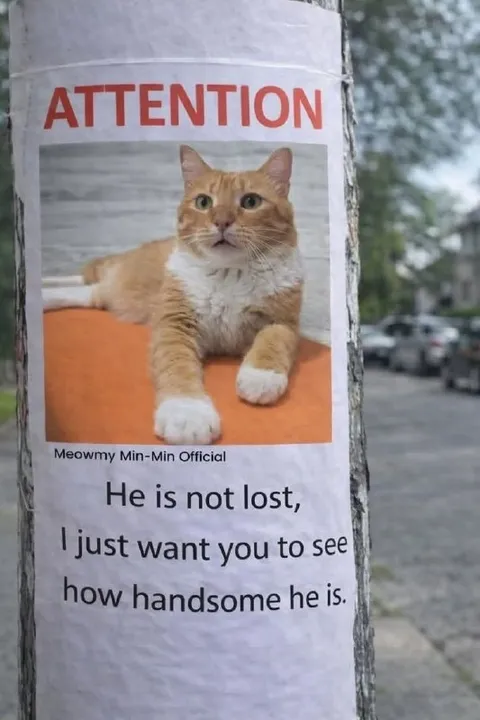 Handsome Cat Is Not Lost