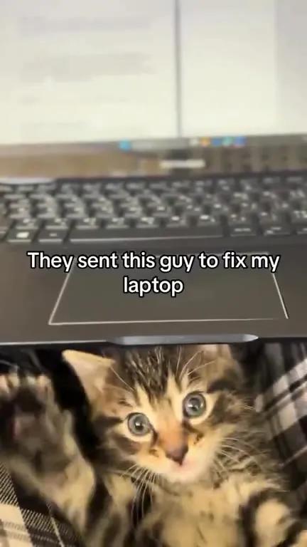 Kitten Fixes the Laptop