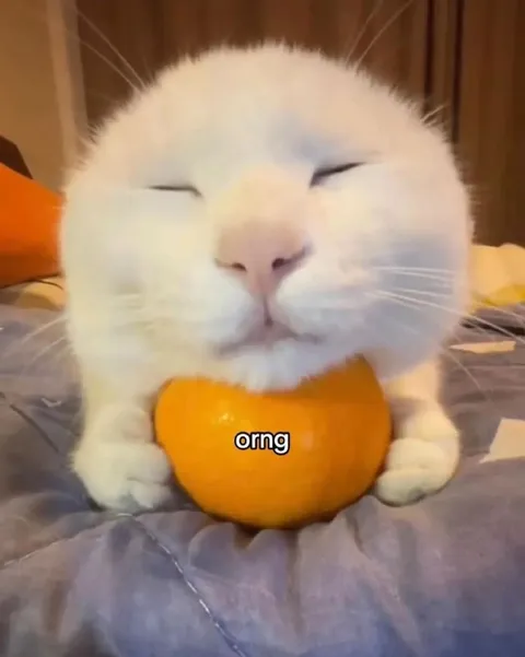 Cat Hugging an Orange