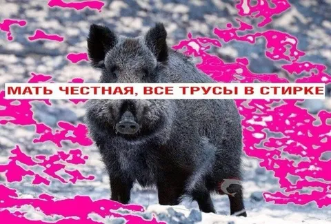 Кабан и все трусы в стирке