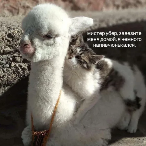 Кот немного напивчюнькался