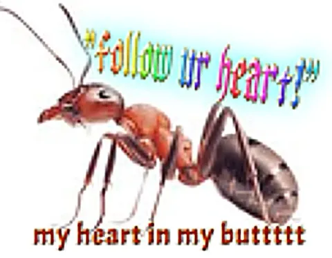 Follow Your Heart Ant