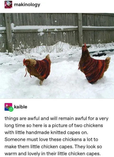 Two Chickens in Tiny Capes