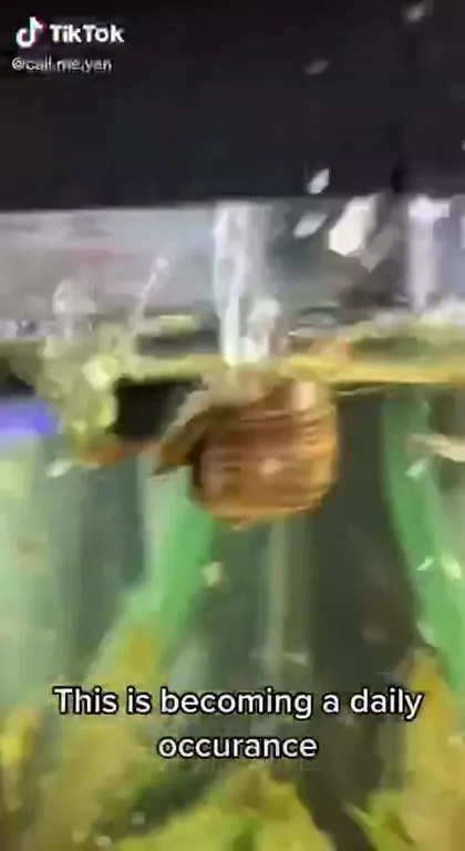 Snail Escapes the Aquarium Again