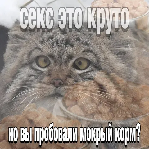 Кот рекомендует мокрый корм