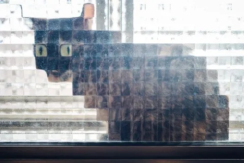 Кот за мутным окном