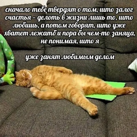 Кот занят любимым делом