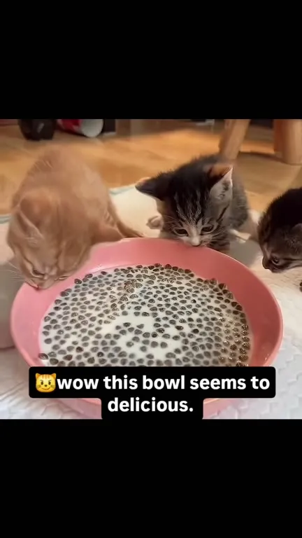 Kittens Admire a Chia Seed Bowl