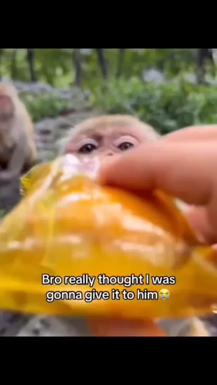 Monkey Thought He Was Getting It