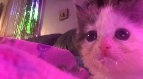 Заплаканный котёнок в розовом свете