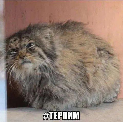 Кот терпит