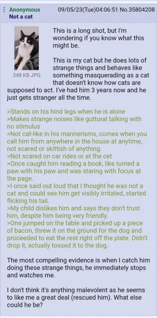 Anonymous cat does strange things