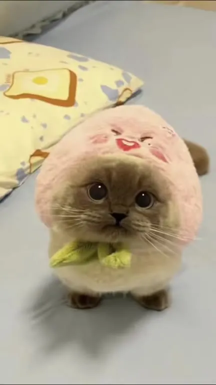 Котик меняет костюмы