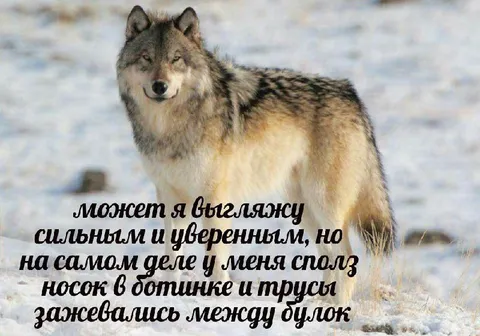 Сильный и уверенный волк