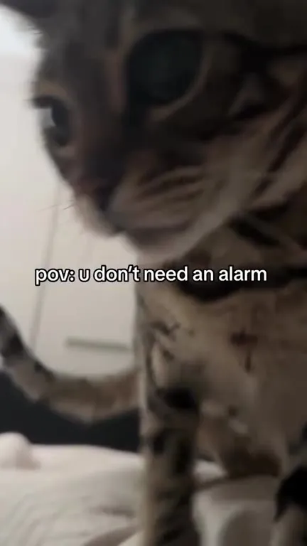 Cat as Your Morning Alarm