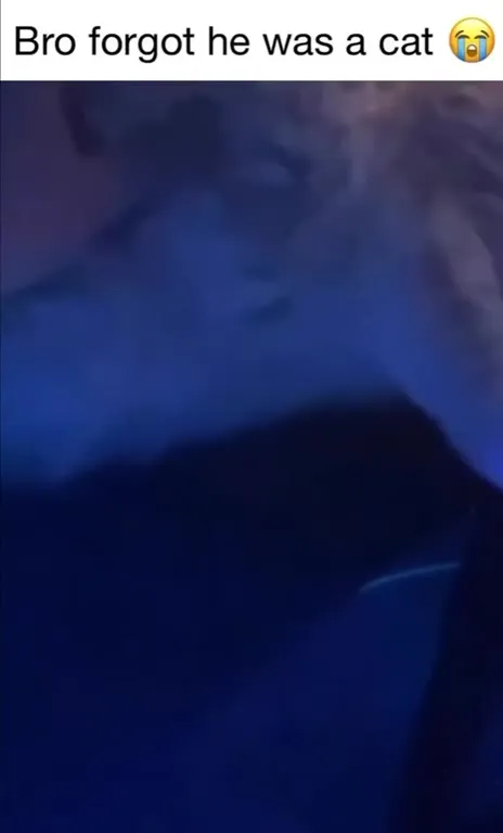 Cat Forgets It Is a Cat