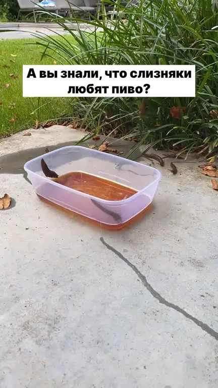Слизняки любят пиво