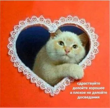 Кот в кружевном сердечке