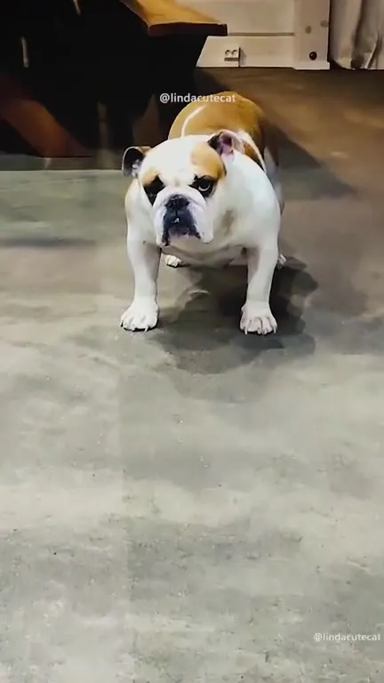 Pretend Your Dog Is On A Diet